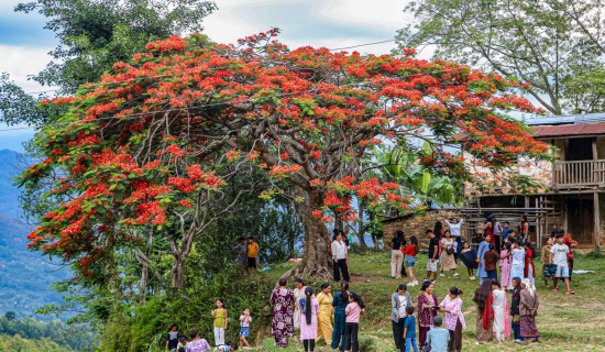 Bougainvillea, gulmohar, jacaranda attract tourists in Pathak Gaun