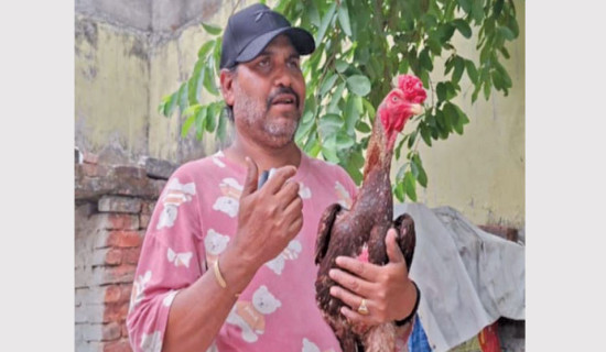 Roosters bring name and fame to Ramesh