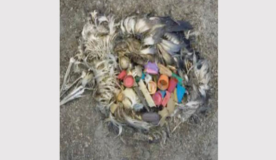 Art exhibition being held on environmental  crisis today