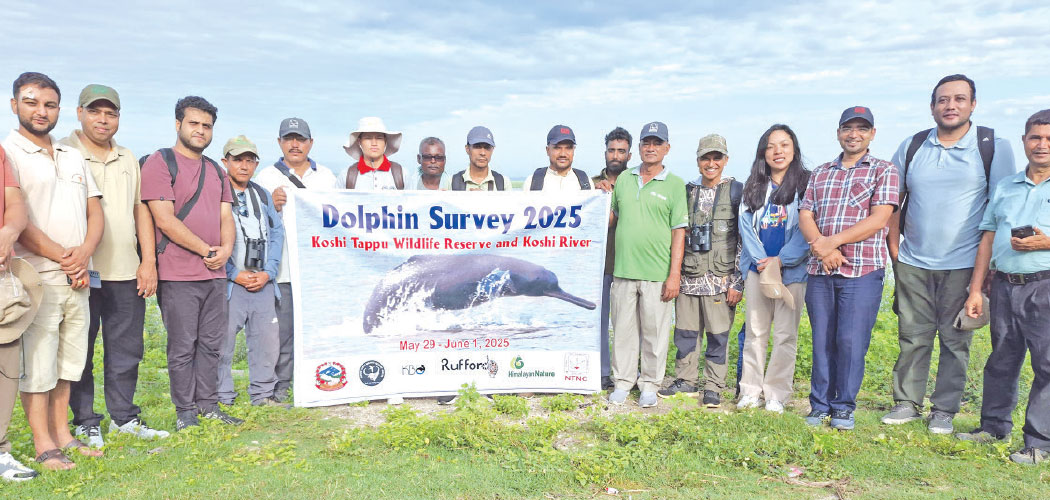 Population of rare dolphin increases in Saptakoshi River
