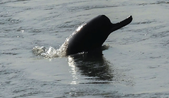 Number of dolphins goes up in Saptakoshi River