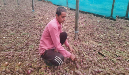 Ilam farmers grow onions commercially