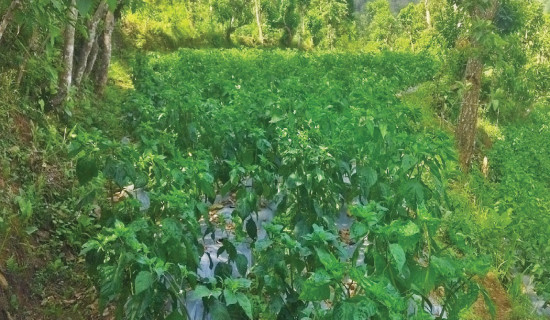 Boosting livelihoods through Akabare chilli farming