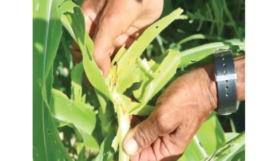 Armyworms posing serious threat to maize crops in Dhankuta