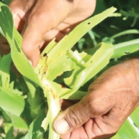 Consumption occupies 93 per cent of Nepal’s GDP