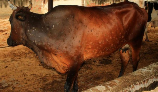 African swine flu and lumpy skin confirmed in Mechinagar