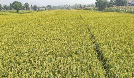 Farmers unhappy in absence of fair price for Chaite paddy
