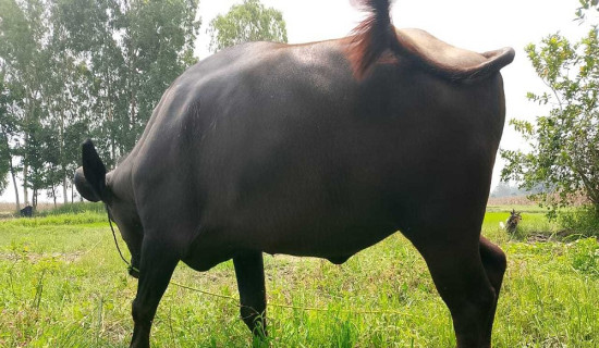 Buffalo thief caught red-handed in Jhapa