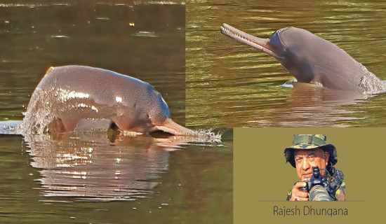 Gangetic Dolphins Near Extinction