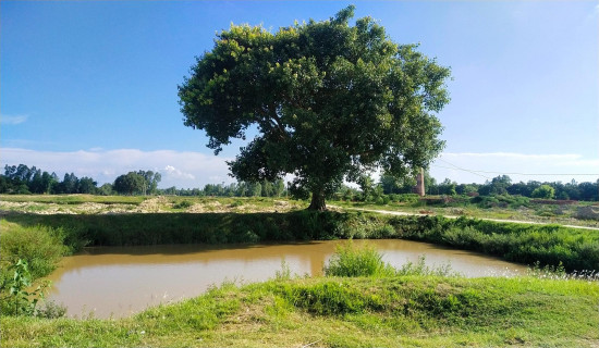 Madhesh declaring 'Province Brand Tree'