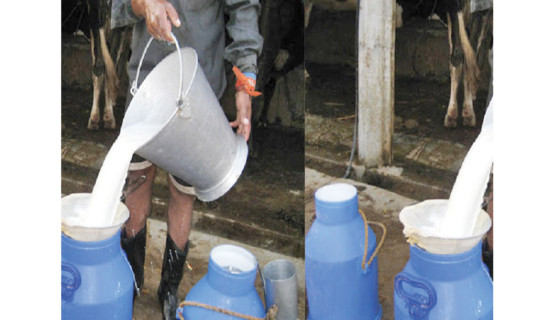 Milk production remains  ample in off-season