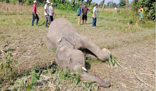 Wild elephant found dead in Barahakshetra