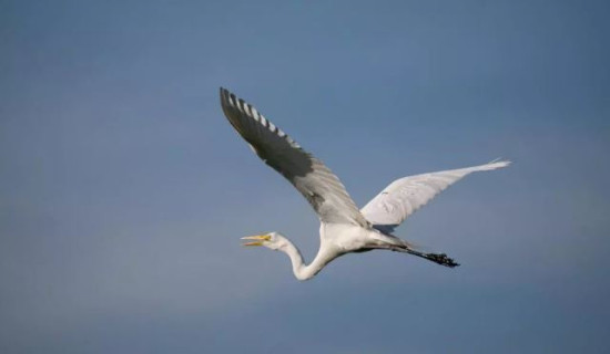 Scientists track egret's 38-hour flight