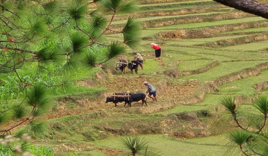 Farmers ploughing field in Dang
