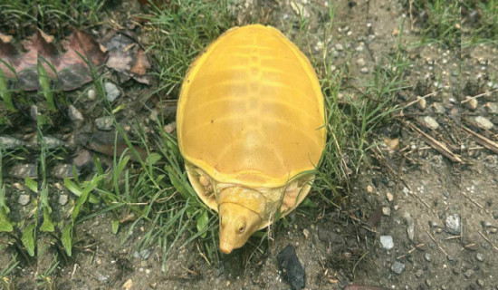 Golden turtle spotted in Jhapa
