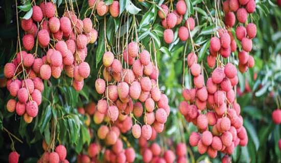 Farmers in Surkhet attracted to commercial litchi farming