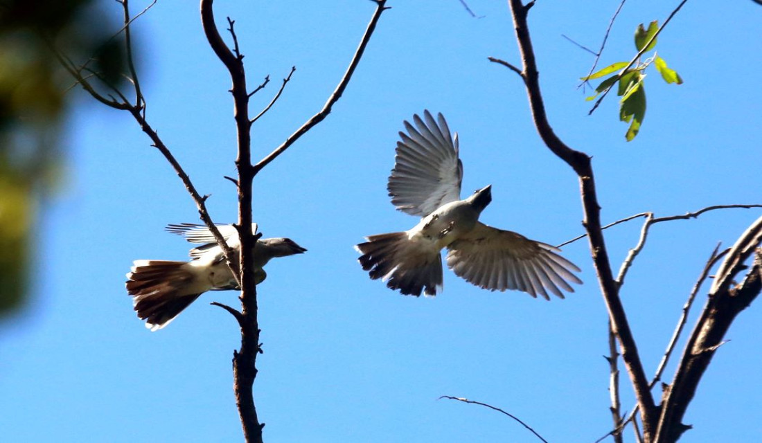 Large cuckoo shrike