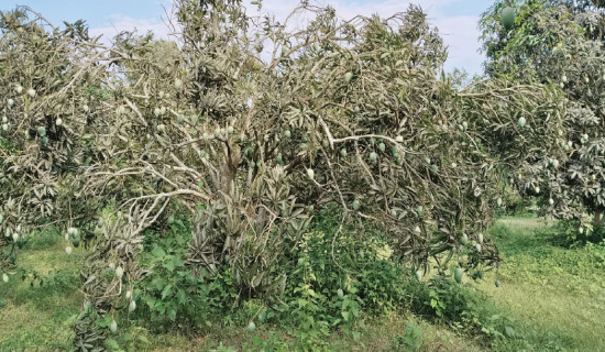 Madhes contributes to 77% of mango production