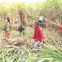Chinese scientists discover heat-resistant rice gene