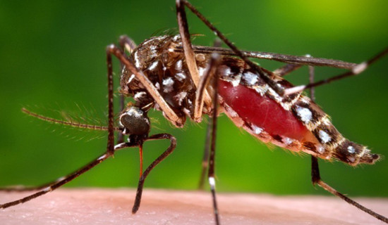 Seven malaria cases reported in Chitwan in one year