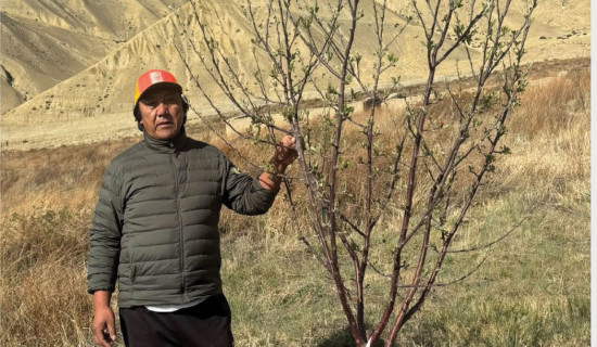 Apple farming flourishes in Upper Mustang