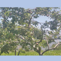 Illegal riverine materials of more than Rs. 1 billion found in Rapti Sonari