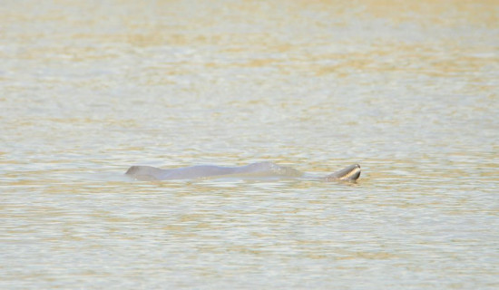 Dolphins reappear in Kailali rivers