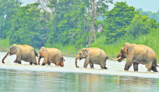 Nepal finalises elephant conservation action plan