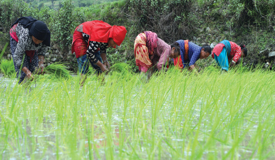 Reconstruction of irrigation canals gains pace in Jumla