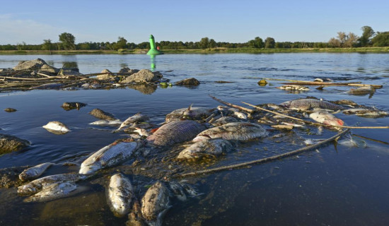 Poland investigates ‘ecological catastrophe’ of fish die-off