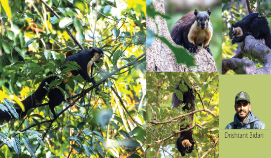 Giant Squirrel’s Habitat Rapidly Shrinking