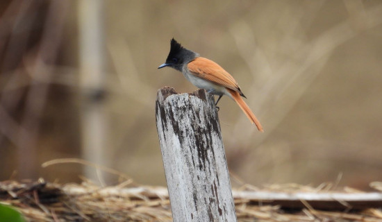 217 bird species recorded in Gaumukhi area of Pyuthan