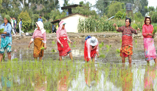 National Paddy Day marked across country
