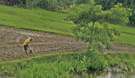 Monsoon rain delayed in Morang