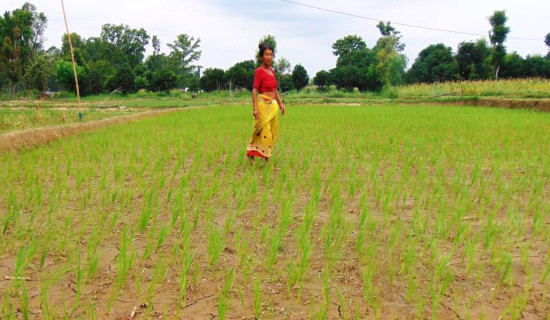 Heavy rainfall likely in Koshi and Bagmati