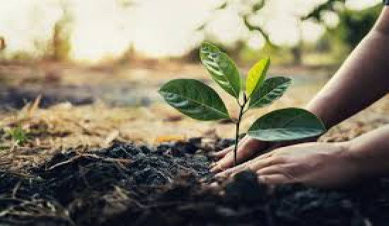 Tree plantation in 20 hectares of land to curb riverbank erosion