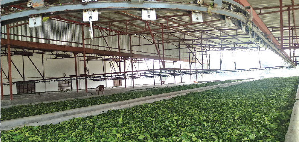 Farmers rue over lack of tea policy, law