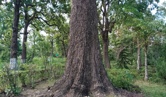 Nepal's second largest Sal tree identified in Dhanuadham forest