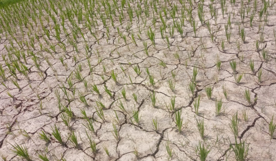 Madhes Province declared draught-hit zone