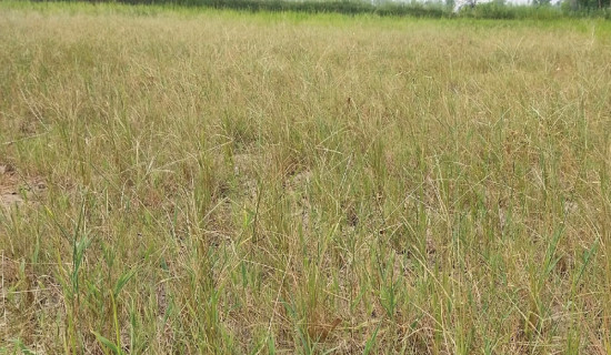 Madhes declared drought-affected zone