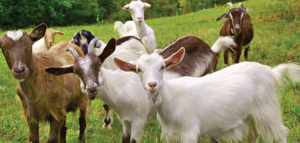 Goats worth over Rs. 30 million sold