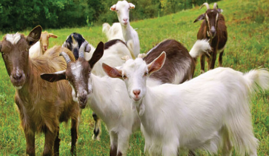 Goats worth over Rs. 30 million sold