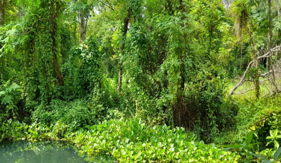 Invasive species threaten food supply for wildlife in KTWR