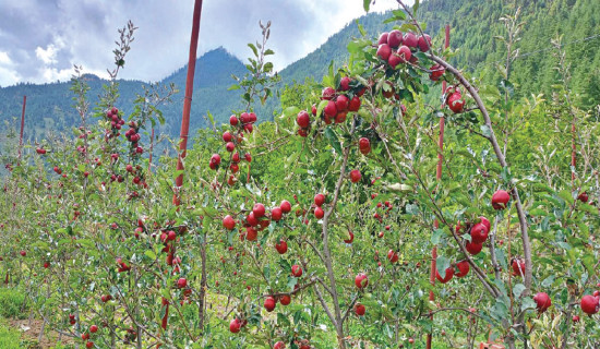 Jumla farmers adopt improved apple varieties