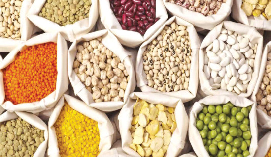 Jajarkot farmers attracted to pulse cultivation