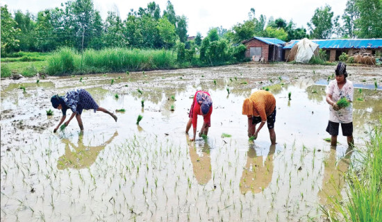 About 59% paddy plantation completed so far across country