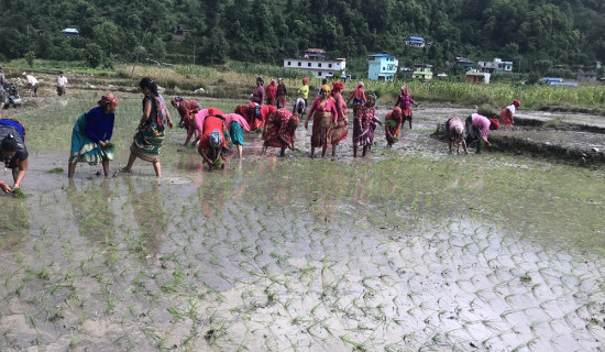 Drought affects paddy plantation in Tanahun