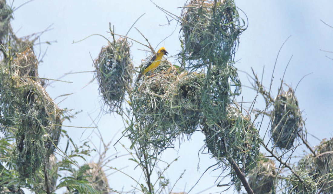 Finn's Weaver population falls in Shuklaphanta National Park