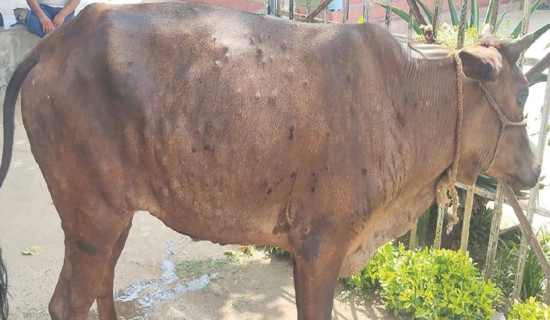 139 animals die of lumpy skin in Koshi, Madhesh also affected