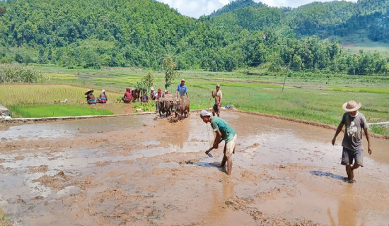 Rice cultivation area declines in Gandaki